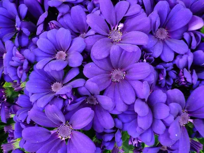 Красивые обои фиолетового цвета - 78 фото