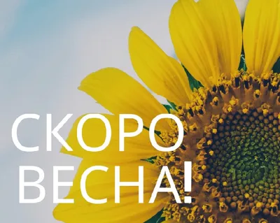 Совсем скоро весна 🌸 И приближается самый красивый весенний праздник 8  марта | Санкт-Петербург