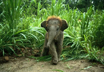 Фотообои "Красивый слон на берегу реки" - Арт. 180287 | Купить в  интернет-магазине Уютная стена