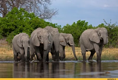 Слоны у воды - Красивые картинки обоев для рабочего стола
