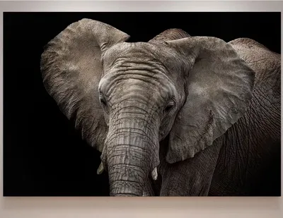 Слоны в пустыне (50 фото) - 50 фото