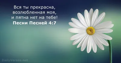 Стихи из Библии. #Бог #вера #Библия #Иисус #God #verses #Bible #молитва |  Библия, Библейские стихи, Библейские цитаты