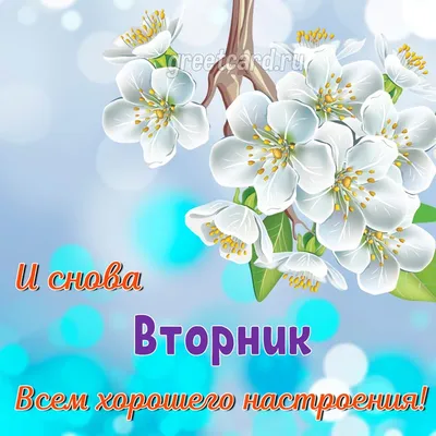 С добрым утром вторника. Удачного дня. | Утро вторника, Доброе утро, Юмор  вторника