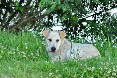 Самые красивые породы собак | Блог "Vetgroom"