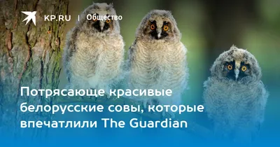 красивые картинки :: совы :: на случай важных переговоров :: Картинка /  картинки, гифки, прикольные комиксы, интересные статьи по теме.