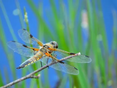 Стрекоза решетчатая | Macro_Jane: Записки восторженного фотографа | Дзен