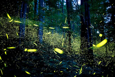 Светлячки в банке в лесу , …» — создано в Шедевруме