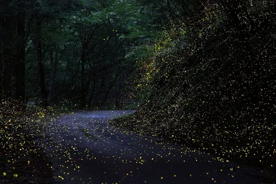 Красивая картинка: светлячки в лесу _