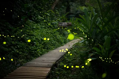 Светлячки — почему светятся и какую пользу приносят садоводам? Фото —  Ботаничка