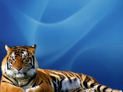 Тигрицы красивые - картинки и фото 