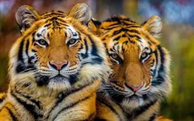 Тигрица и тигренок рисунок - 75 фото
