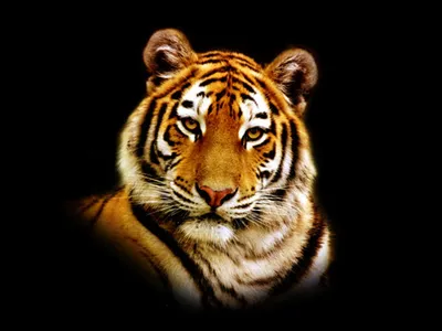 Картинки на тему #тигрица - в Шедевруме
