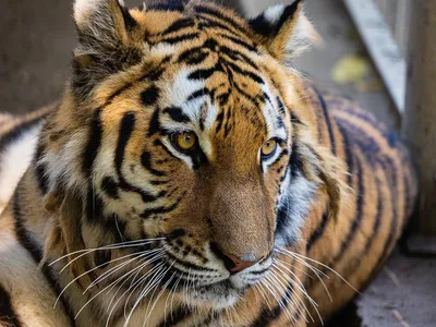 Молодая амурская тигрица Рокси | Пикабу