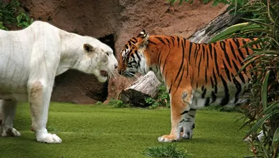 11 главных фактов про тигров, символ 2022 года | Дикий Юг - природа Юга  России | Дзен
