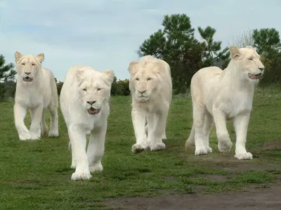 Белые львы и тигры: Их называют альбиносами, но это не альбиносы. Так в чём  причина белого цвета? | Пикабу