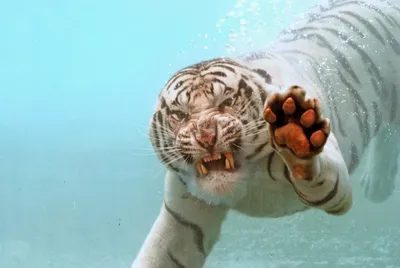 Amazing! Tigress trusts her human. Taigan - YouTube