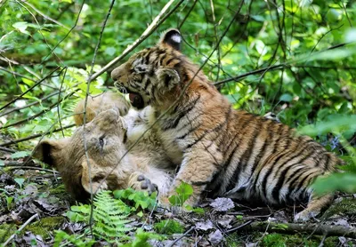 красивейший тигр стоковое фото. изображение насчитывающей красивейшее -  42071574