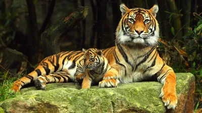 Красивые тигров картинки