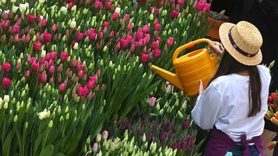 САМЫЕ КРАСИВЫЕ ТЮЛЬПАНЫ. ФОТО | Тюльпаны, Цветение, Весна