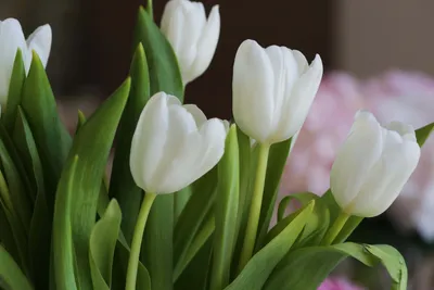 Картинки цветы, бабочки, весна, тюльпаны, красиво - обои 1366x768, картинка  №89810
