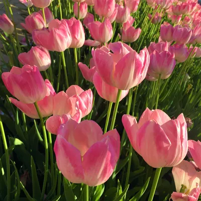 Символ весны и любви: король цветущего сада – тюльпан
