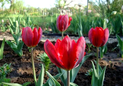 Красивые тюльпаны весна картинки