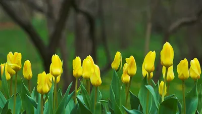 картинки : природа, цветок, тюльпан, весна, Голландия, обои, Тюльпаны,  Keukenhof, цветущее растение, Семейство лилий, Наземный завод 3008x2000 - -  1015948 - красивые картинки - PxHere
