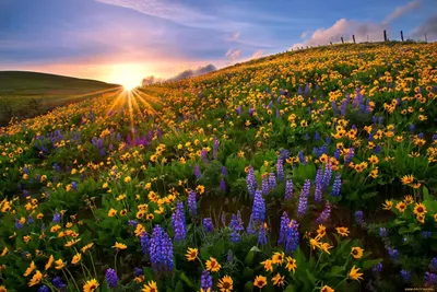Красивые цветочные поляны, тропинка …» — создано в Шедевруме