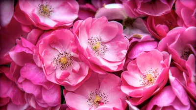 Заставка на телефон цветы - 63 фото