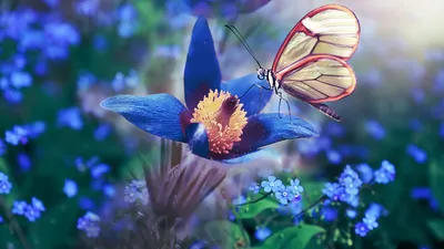 Красивые цветов и бабочек картинки