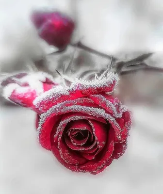 красные цветы, цветы, красные цветы на снегу, красивые розы, розы