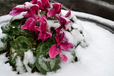 Снежные цветы - 63 фото