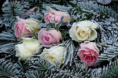 Красивые цветы на снегу» — создано в Шедевруме