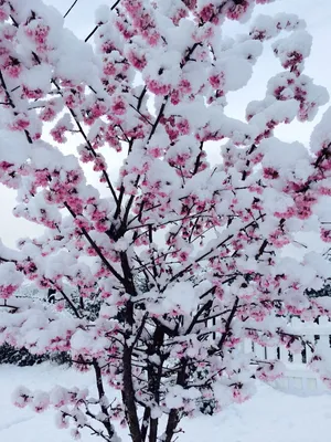 Цветы зимой (46 фото) - 46 фото