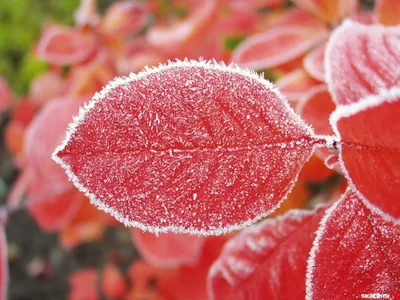 Букет цветов красивый зимний - 68 фото