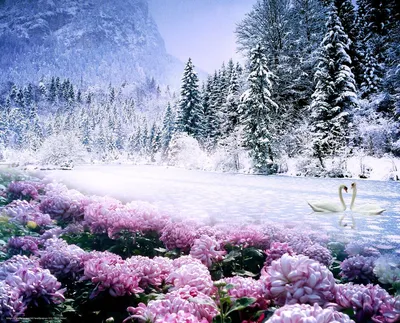 Цветы в снегу - фото и картинки: 58 штук