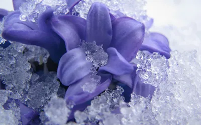 Красивые цветы на снегу (67 фото) »