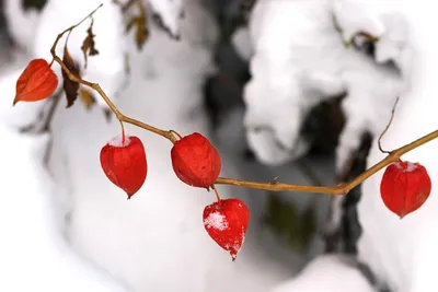 Цветы на снегу картинки красивые - 70 фото