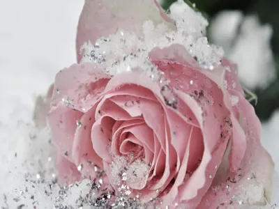 Картинки роза в снегу на телефон (69 фото) » Картинки и статусы про  окружающий мир вокруг