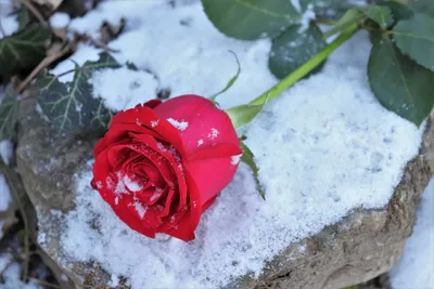 картинки : снег, зима, белый, цветок, лепесток, Роза, Красный, Романтика,  Романтичный, Розовый, Крупным планом, цветущее растение, Садовые розы,  Розовая семья, букет цветов, Наземный завод 5184x3456 - - 687980 - красивые  картинки - PxHere