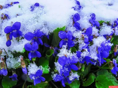 Посадите эти красивые цветы в августе: порадуют пышным цветением сразу  после схода снега