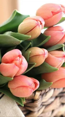 Bouquet of tulips,Букет тюльпанов | Красивые цветы, Цветоводство, Цветы