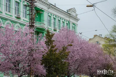 Цветущий Николаев