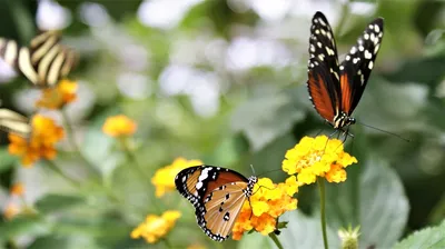Анимация цветы бабочки | Цветы, Фотографии цветов, Красивые цветы
