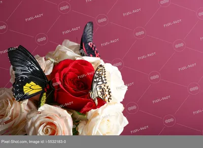 Обои фото абстрактные 254x184 см Красивые бабочки и цветы на светлом фоне  (558P4)+клей купить по цене 850,00 грн