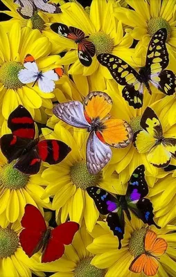 Красивые цветы и бабочки — Стоковое фото © seqoya #91434258 | Beautiful  flowers, Yellow roses, Rose