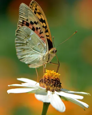 Картинки бабочки на цветах - 73 фото
