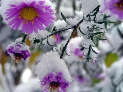 Красивые цветы под снегом картинки