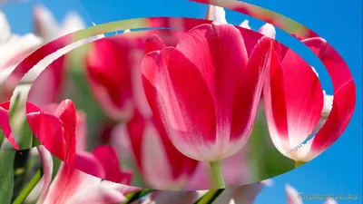 Тюльпан (Tulipa) - «Хочу поделиться с вами этой красотой! 🌷🌷🌷 Впустите  весну в свою душу! Расскажу, где выгоднее всего покупать цветы к 8 марта.»  | отзывы