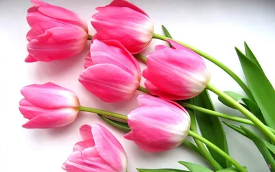 Тюльпан, мифический цветок - Flowers Emily